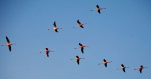 varoluş psikolojisi